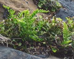 Asplenium marinum