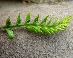 Asplenium marinum