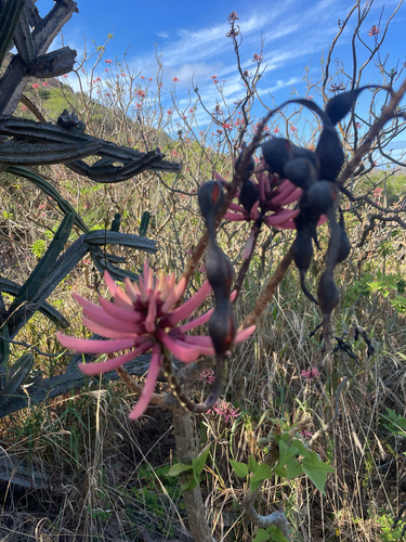 Erythrina americana observed 2025-06-30