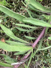 Berteroa incana