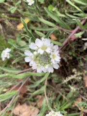 Berteroa incana