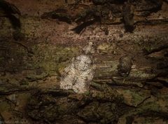 Polylopha epidesma