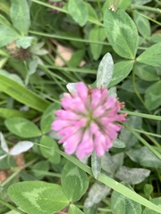 Trifolium pratense