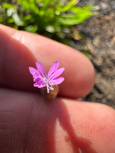 Petrorhagia dubia, 2025-06-15