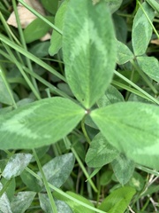 Trifolium pratense