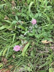 Trifolium pratense
