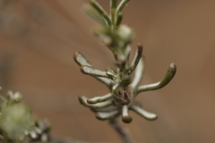Oedera relhanioides