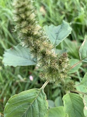 Amaranthus retroflexus