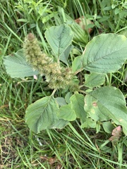 Amaranthus retroflexus