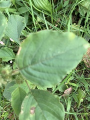 Amaranthus retroflexus
