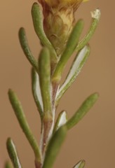 Oedera relhanioides
