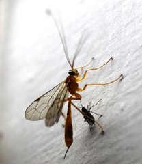 Tryphoninae