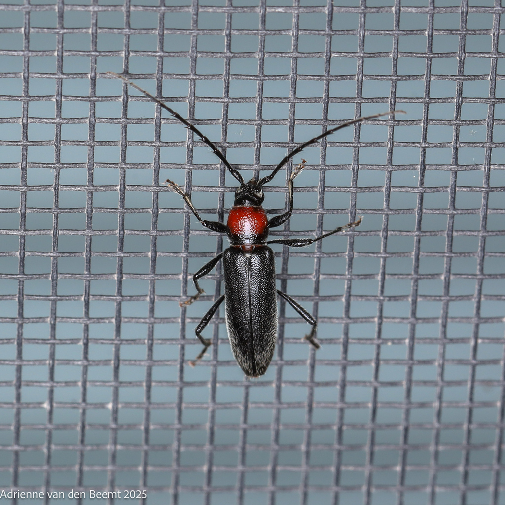 Stenosphenus beyeri