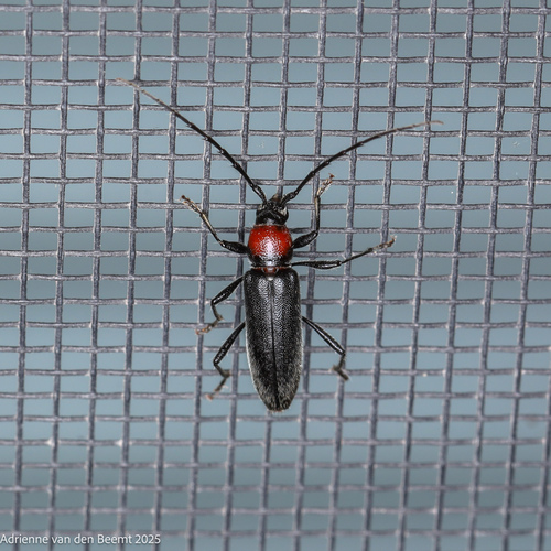 Stenosphenus beyeri