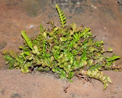 Asplenium marinum