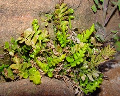 Asplenium marinum