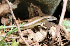 Trachylepis maculilabris