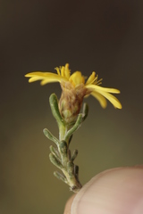 Oedera relhanioides