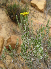 Oedera relhanioides
