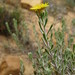 Oedera relhanioides - Photo (c) ngb, μερικά δικαιώματα διατηρούνται (CC BY-NC), uploaded by ngb