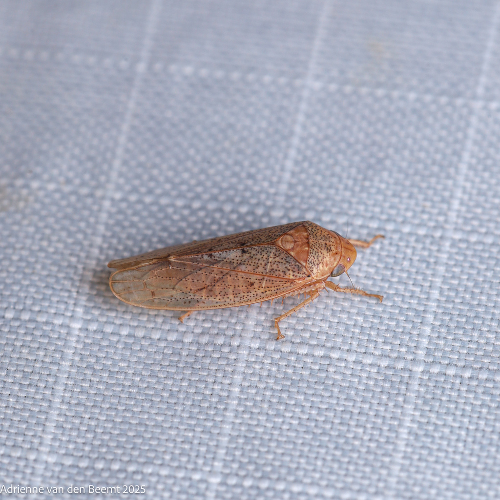 Ponana curiata