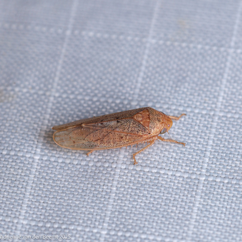 Ponana curiata