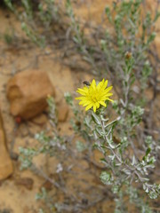 Oedera relhanioides