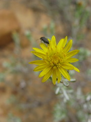 Oedera relhanioides