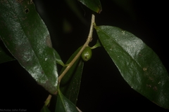 Pittosporum lancifolium