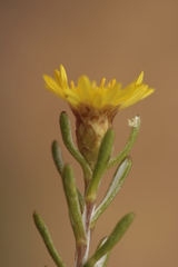 Oedera relhanioides