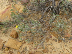Oedera relhanioides