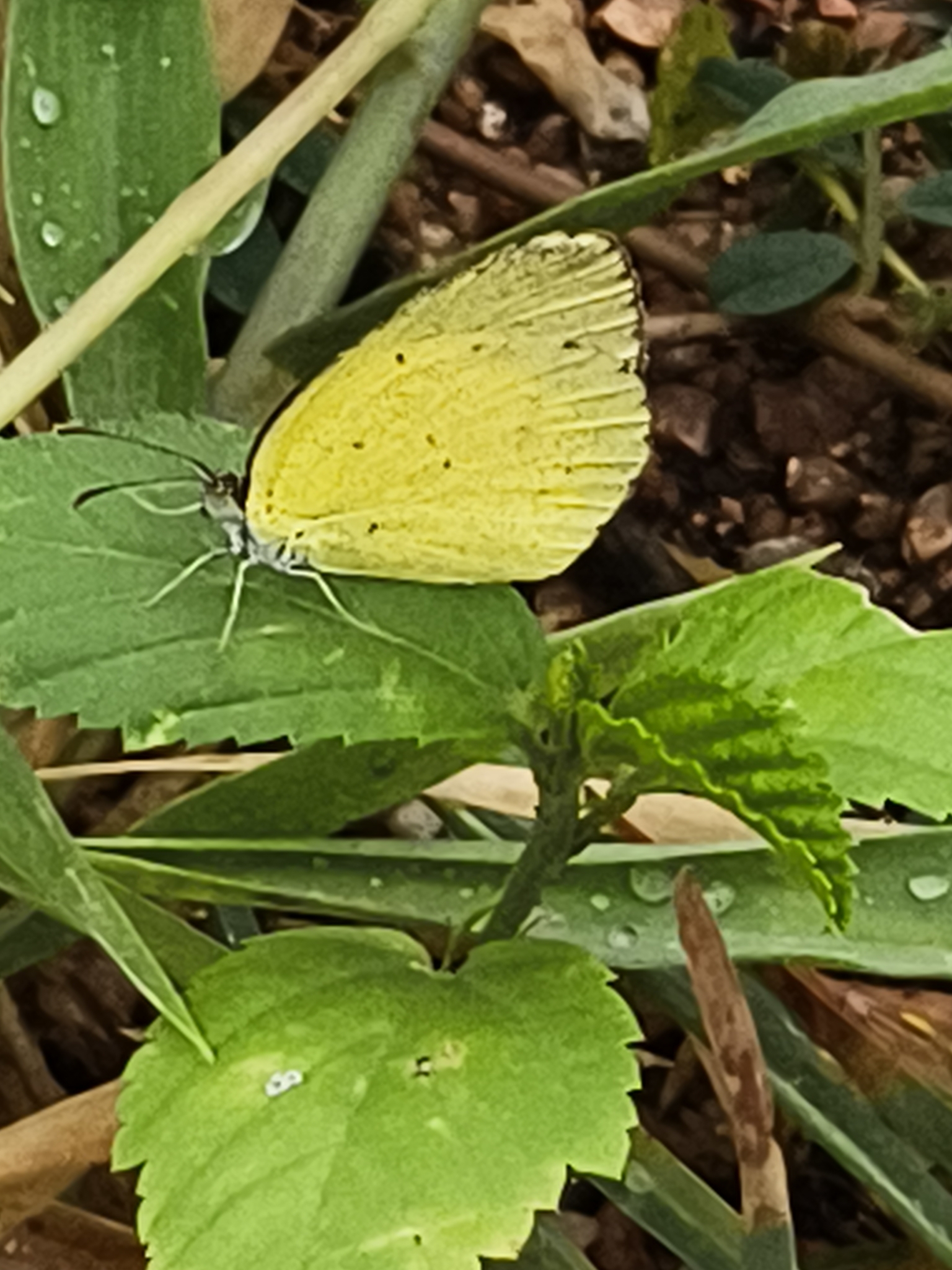 Small Grass Yellow
