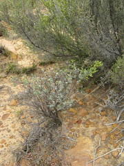 Oedera relhanioides