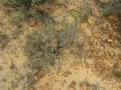 Oedera relhanioides