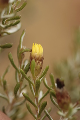 Oedera relhanioides