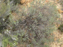 Oedera relhanioides