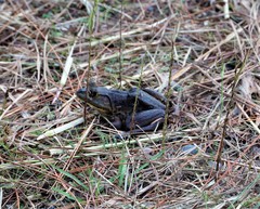 Lithobates grylio