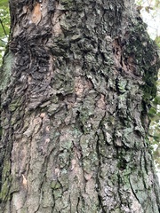 Acer pseudoplatanus