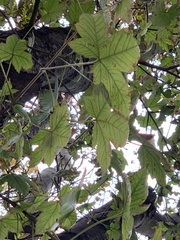 Acer pseudoplatanus
