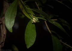Pittosporum lancifolium