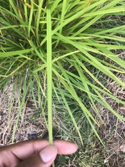 Carex virgata