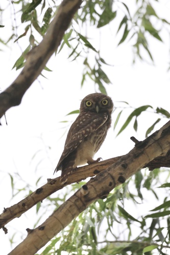 Little Owl
