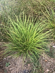 Carex virgata