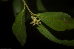Pittosporum lancifolium