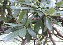Rhododendron arboreum