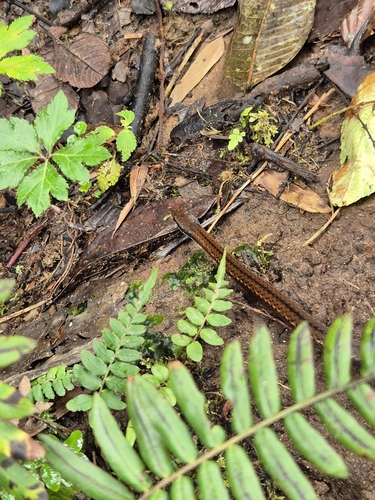 Quito Smooth Ground Snake, Saphenophis boursieri