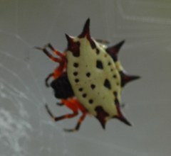 Gasteracantha sanguinolenta