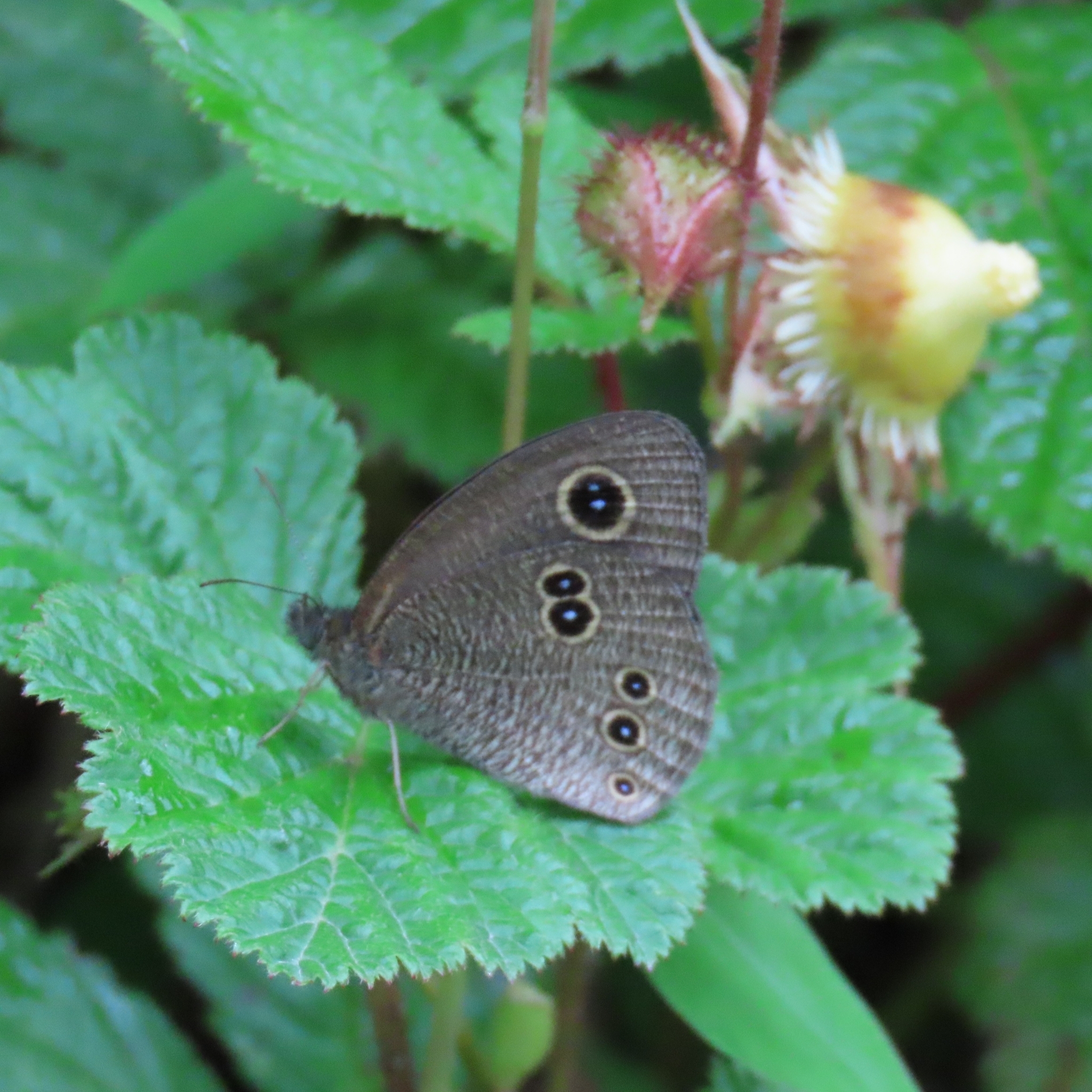 West Himalayan Five-Ring