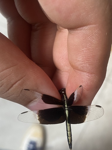 Pied Paddy Skimmer