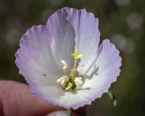 glandular clarkia (Clarkia arcuata)